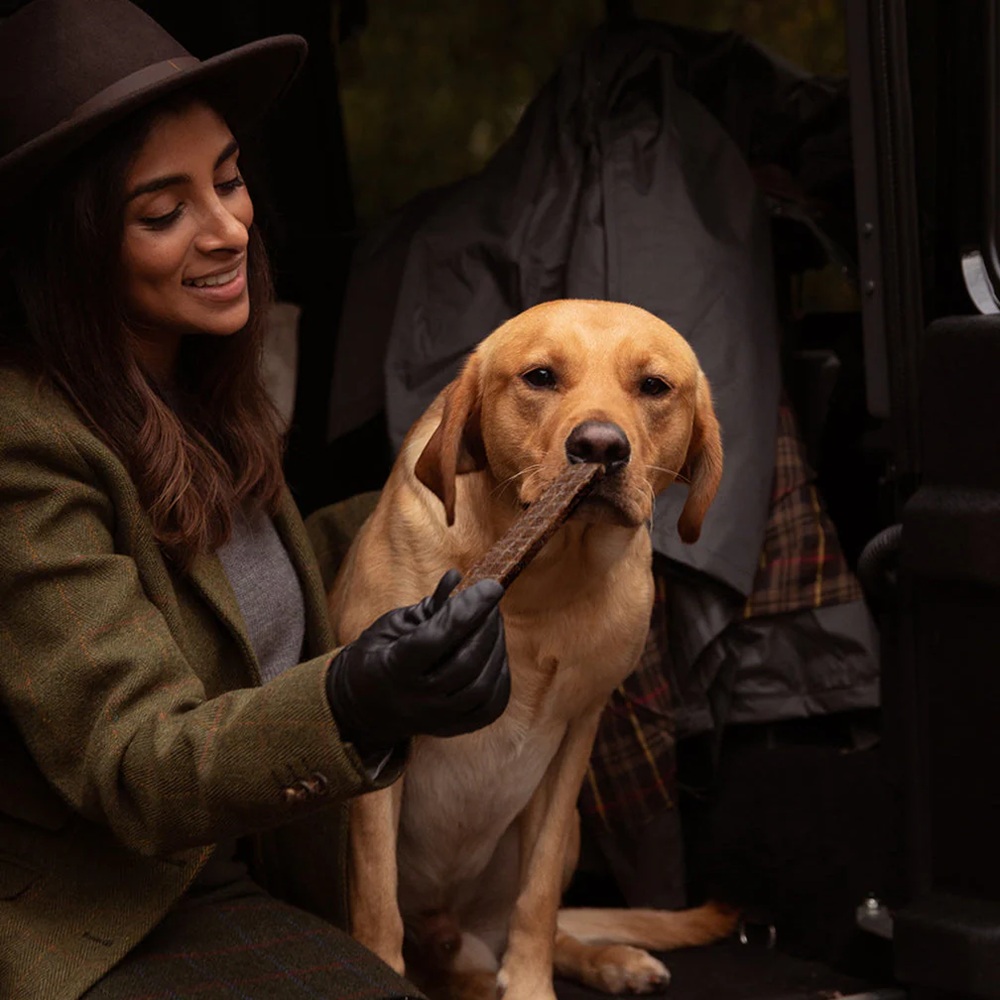 Hund, Leine, Kauknochen, Tierpfleger, Kauwerkzeug