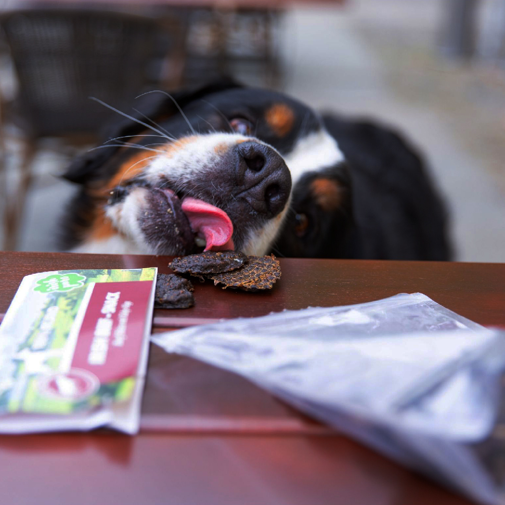 Hund, Haustier, Mund, Person