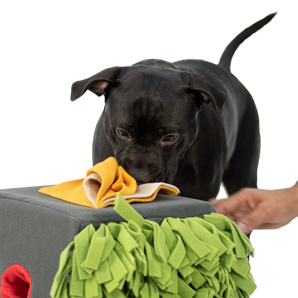 Hund, Schwarz, Kauspielzeug, Kissen/Box, Tierpflegespezielles Spielzeug