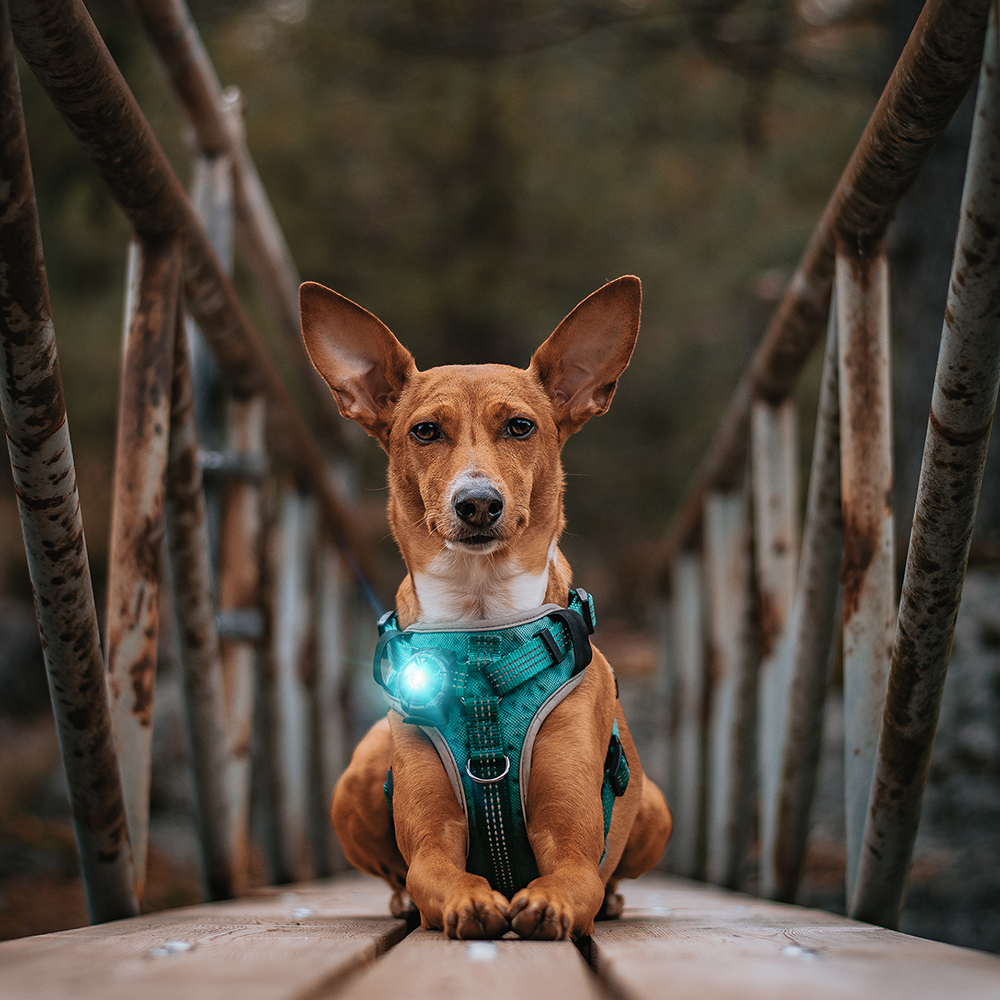 Orbiloc Dog Dual Safety turquoise