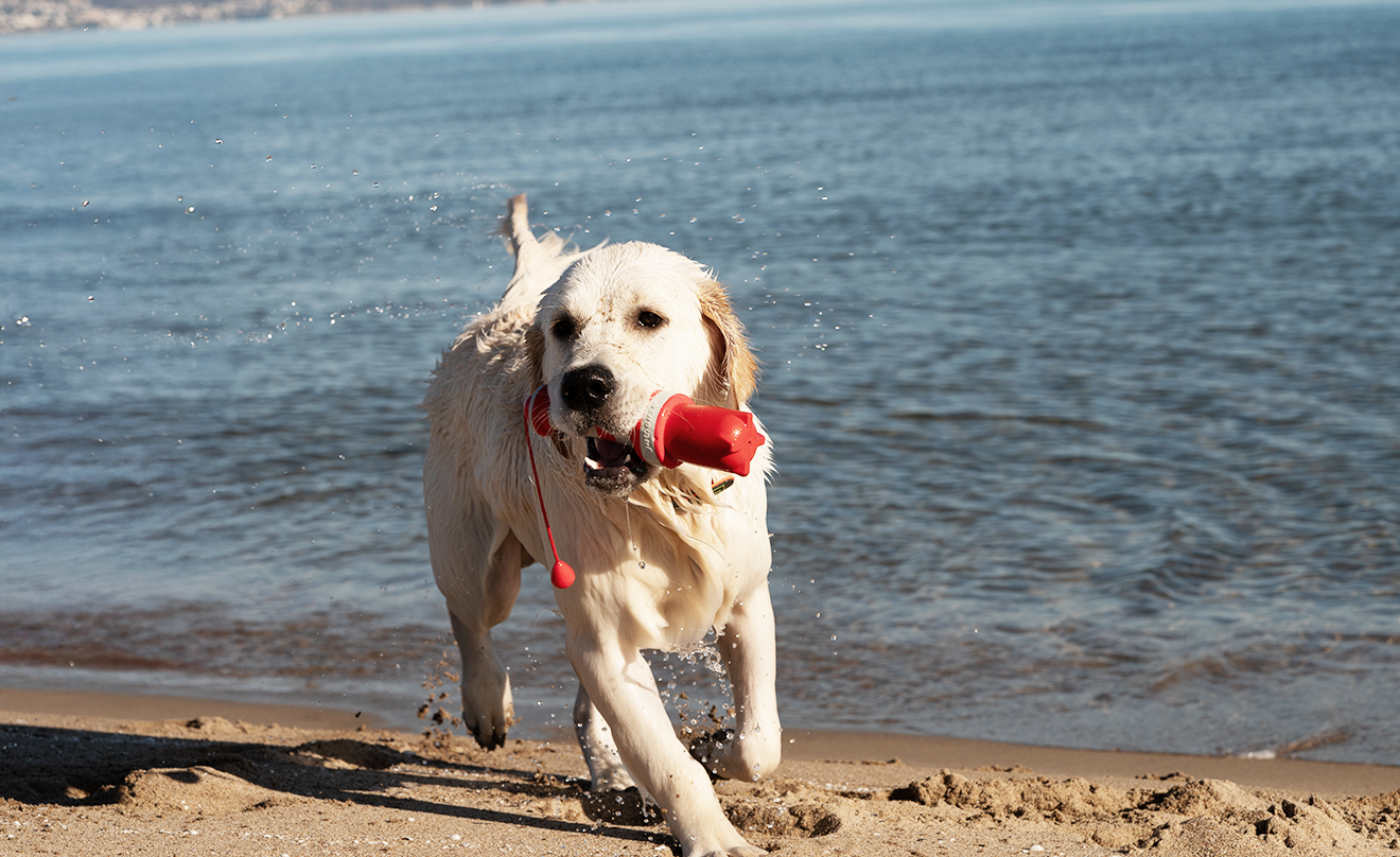 Nasser Golden Retriever Woody läuft mit rotem Wasserspielzeug im Maul aus dem Wasser auf den Sandstrand, Wasser spritzt um ihn herum.