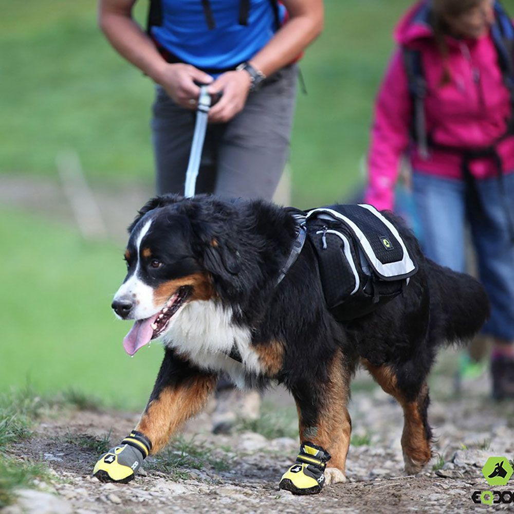 Schuh, Person, Gehen, Hund, Jacke