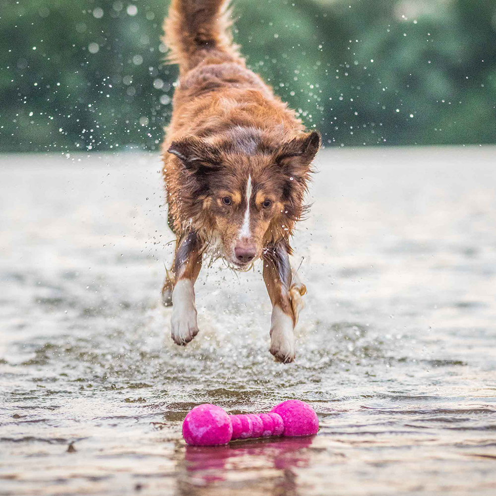 Tier, Hund, Säugetier, Haustier