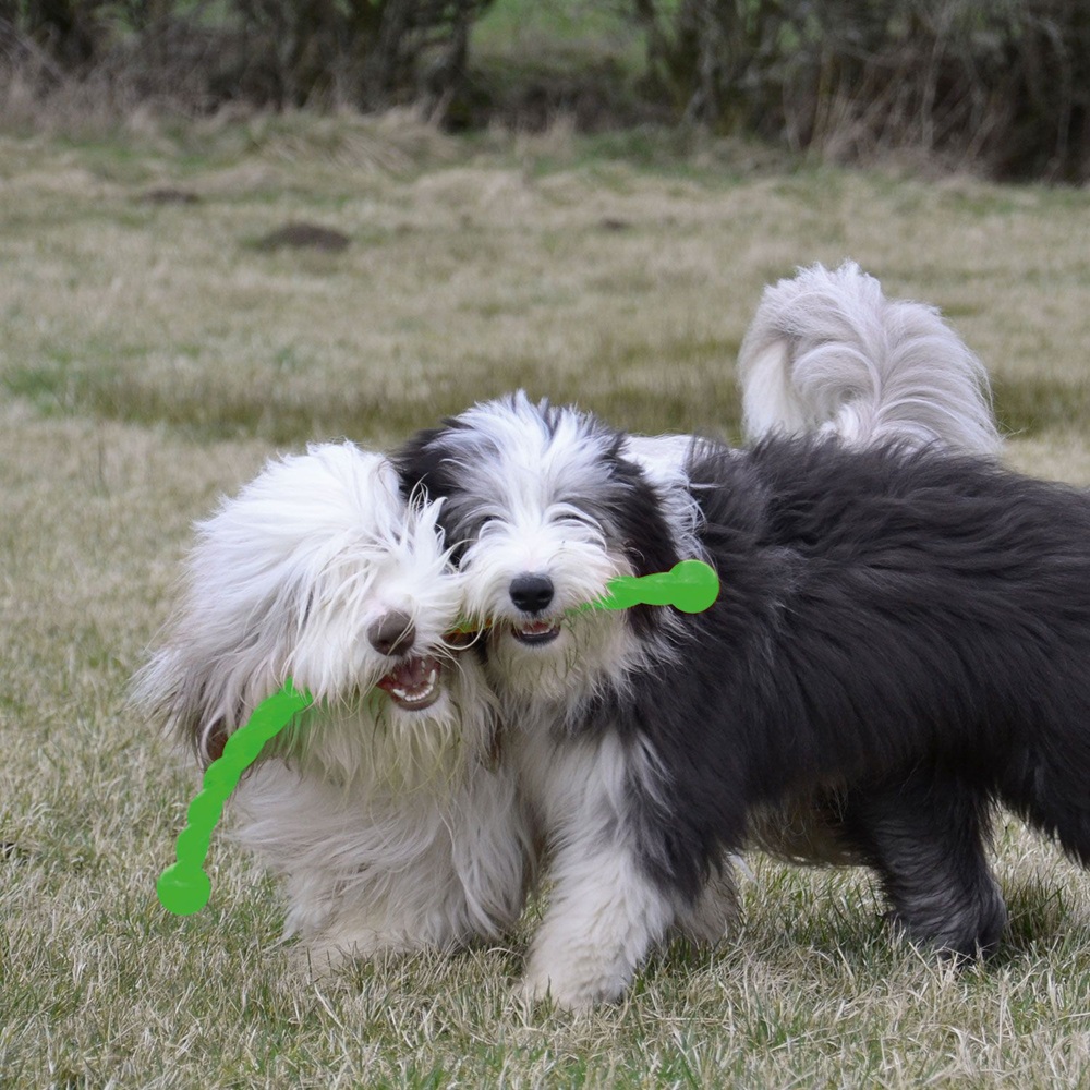 Hunde, Spielzeug, Hunde mit Knochen, Hunde im Freien, Langhaarige Hunderasse