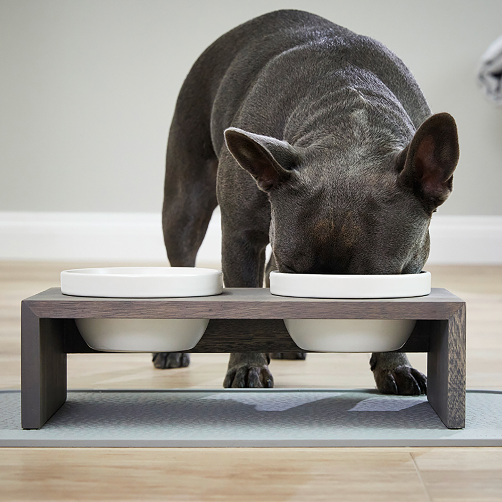 Tier, Säugetier, Schwein, Hund, Haustier