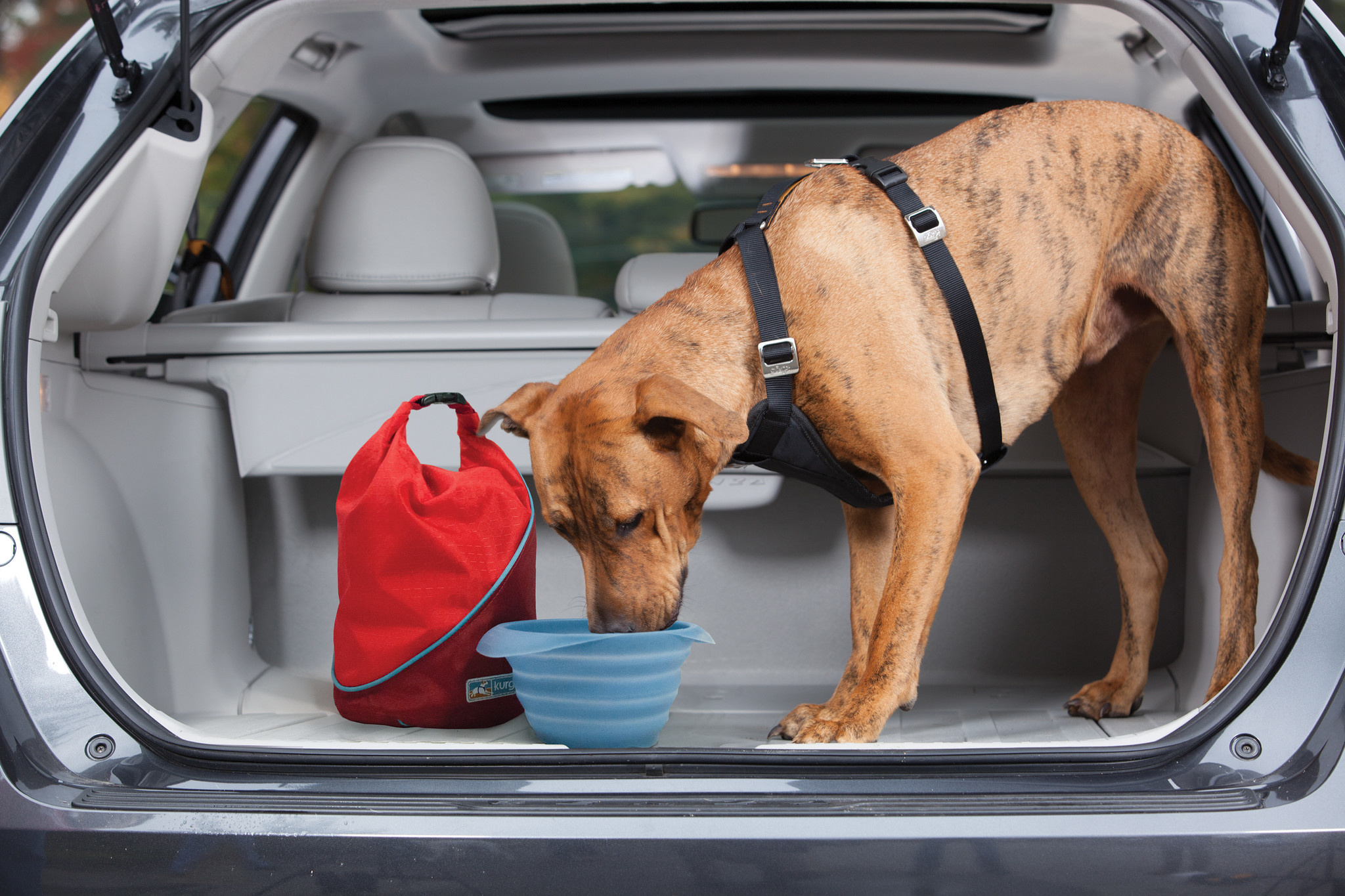 hund, hund-im-auto, tier-reisen, autokofferraum, wasserschüssel