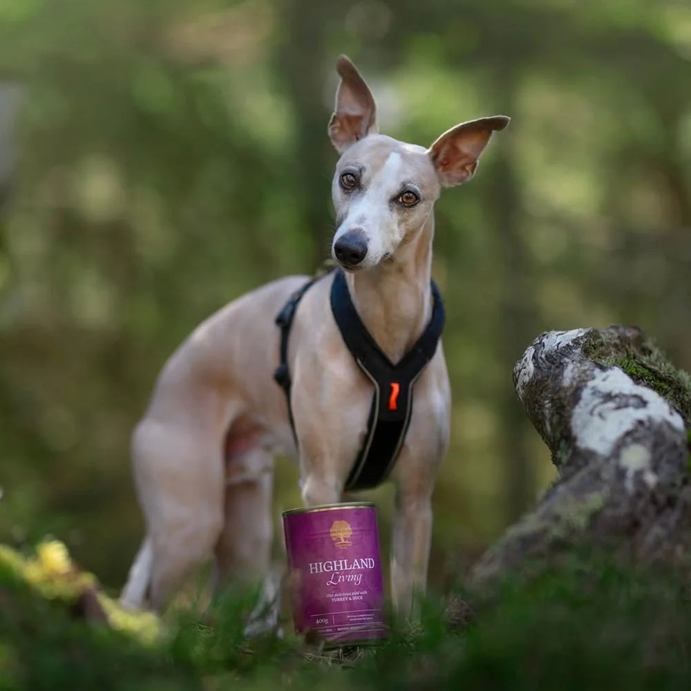 Hund, Geschirr, Halsband, Outdoor, Dose