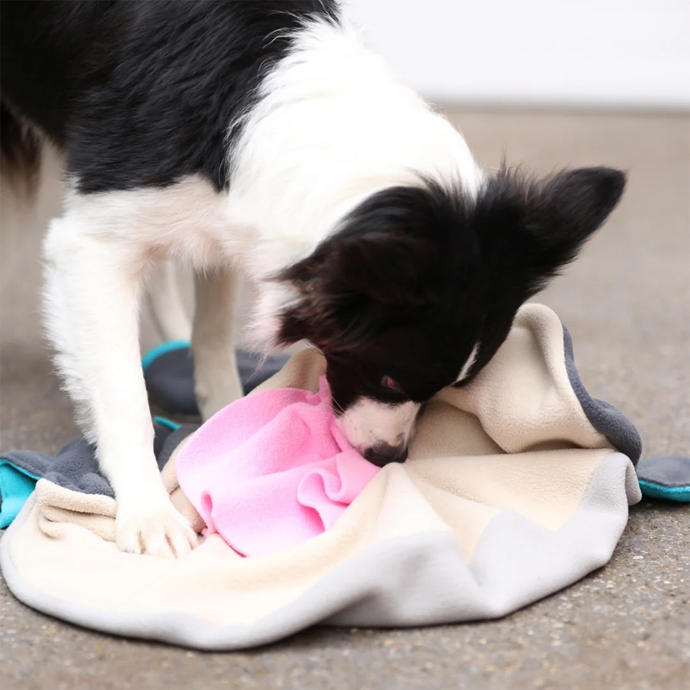 Hund, Kleidung, Fleece, Pflege?, Tuch