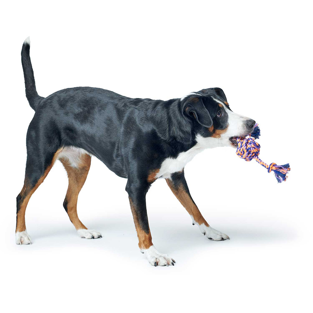 Hund, Spielzeug, Kauspielzeug, Kordelspielzeug, Knobelspielzeug