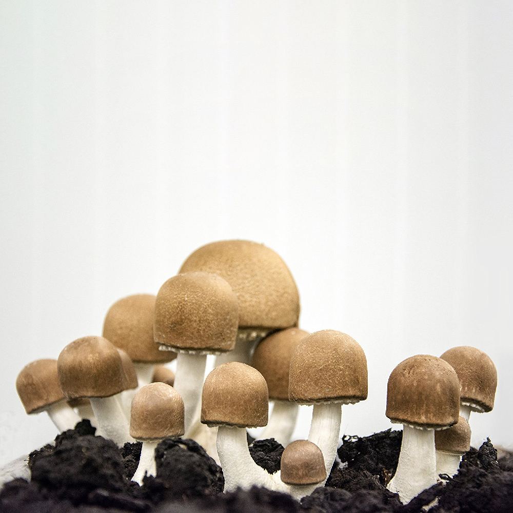 pilze, champignons, mushrooms, braun, humusboden