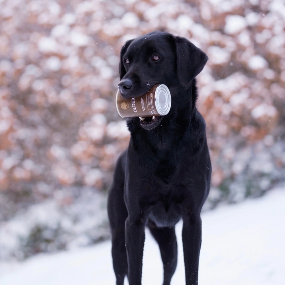 Hund, Schwarz, Winter, Kleine Dose, Trinkbehälter