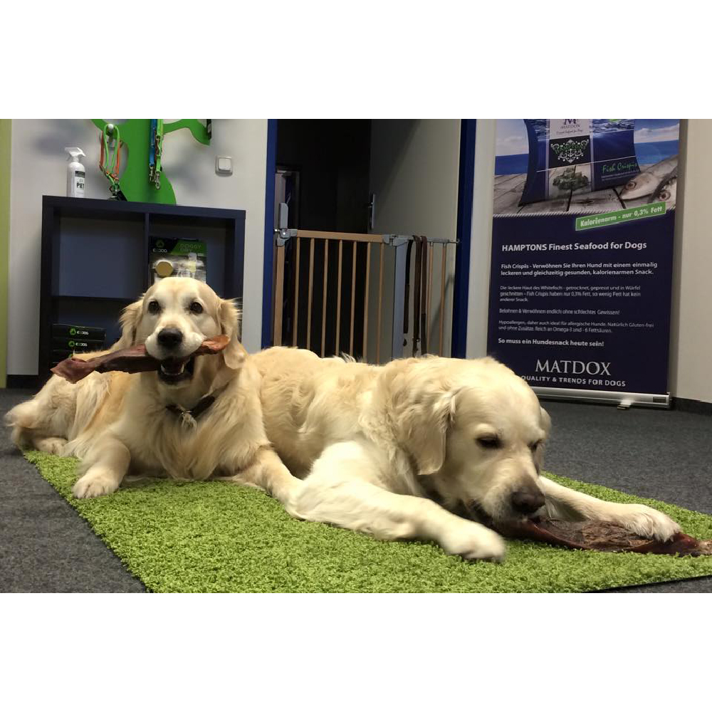 Hund, Computer-Ausrüstung, Überwachen, Bildschirm