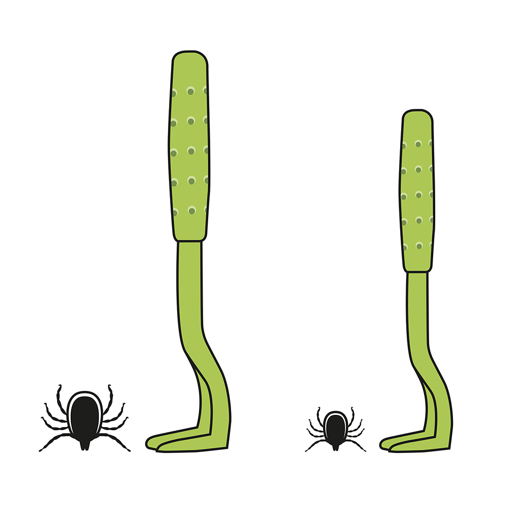 Tier, Wirbelloses Tier, Spinne