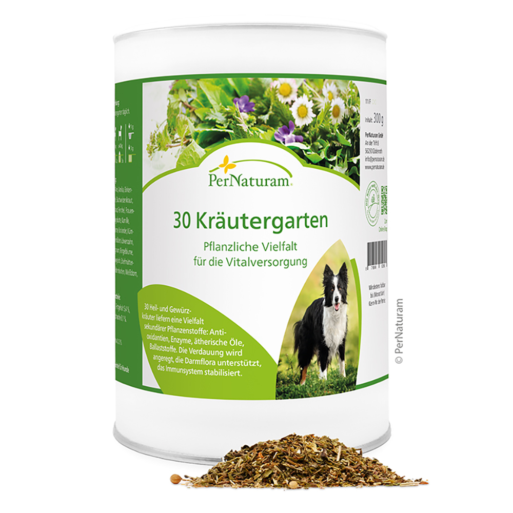 Kräuter, Pflanze, Hund, Haustier