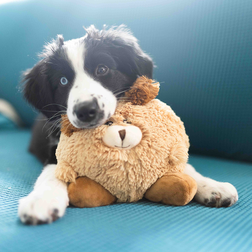 Hund, Spielzeug, Plüschtier, Hundeplüschtier, Kuscheltier