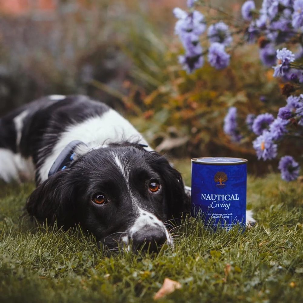 hund, collie, hund, tier, tierporträt