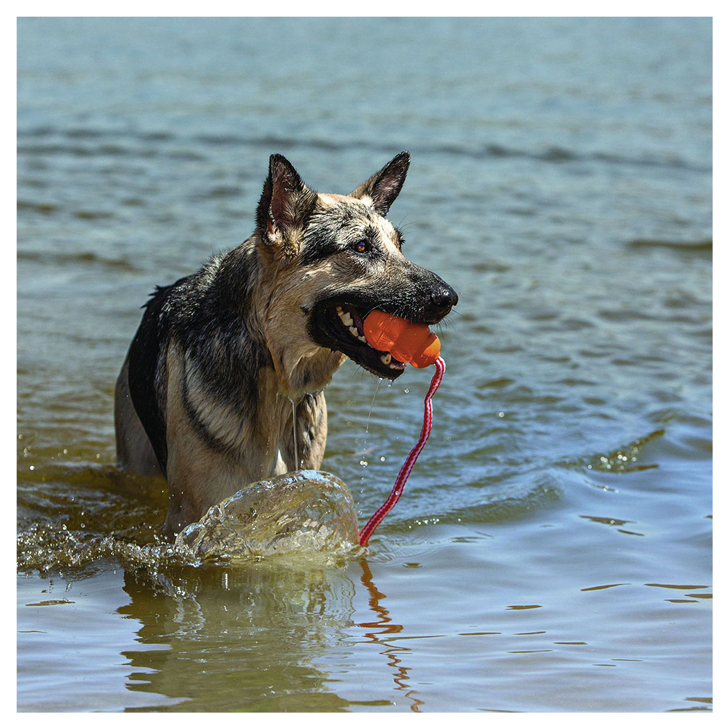 Hund, Deutscher Schäferhund, Wasser, Retriever, Spielball